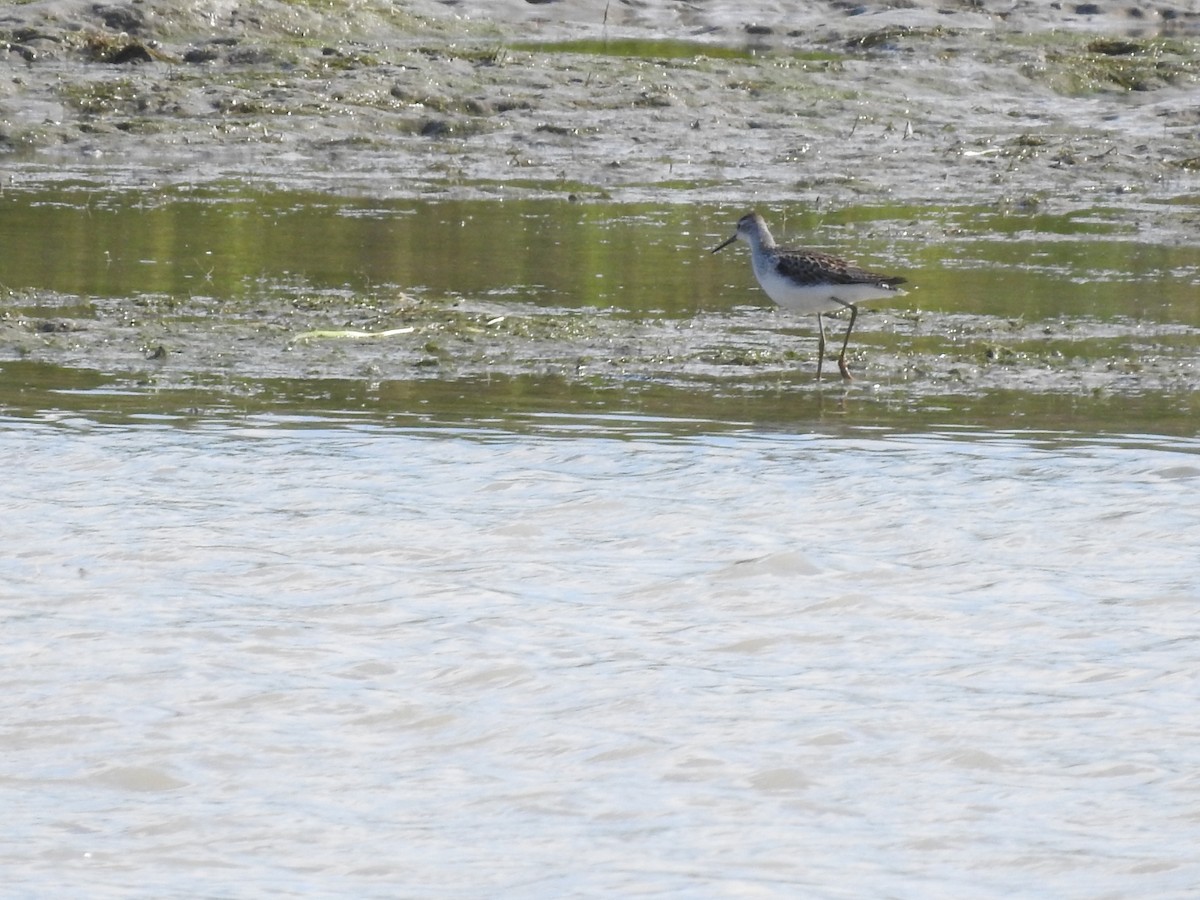 Marsh Sandpiper - ML639749393