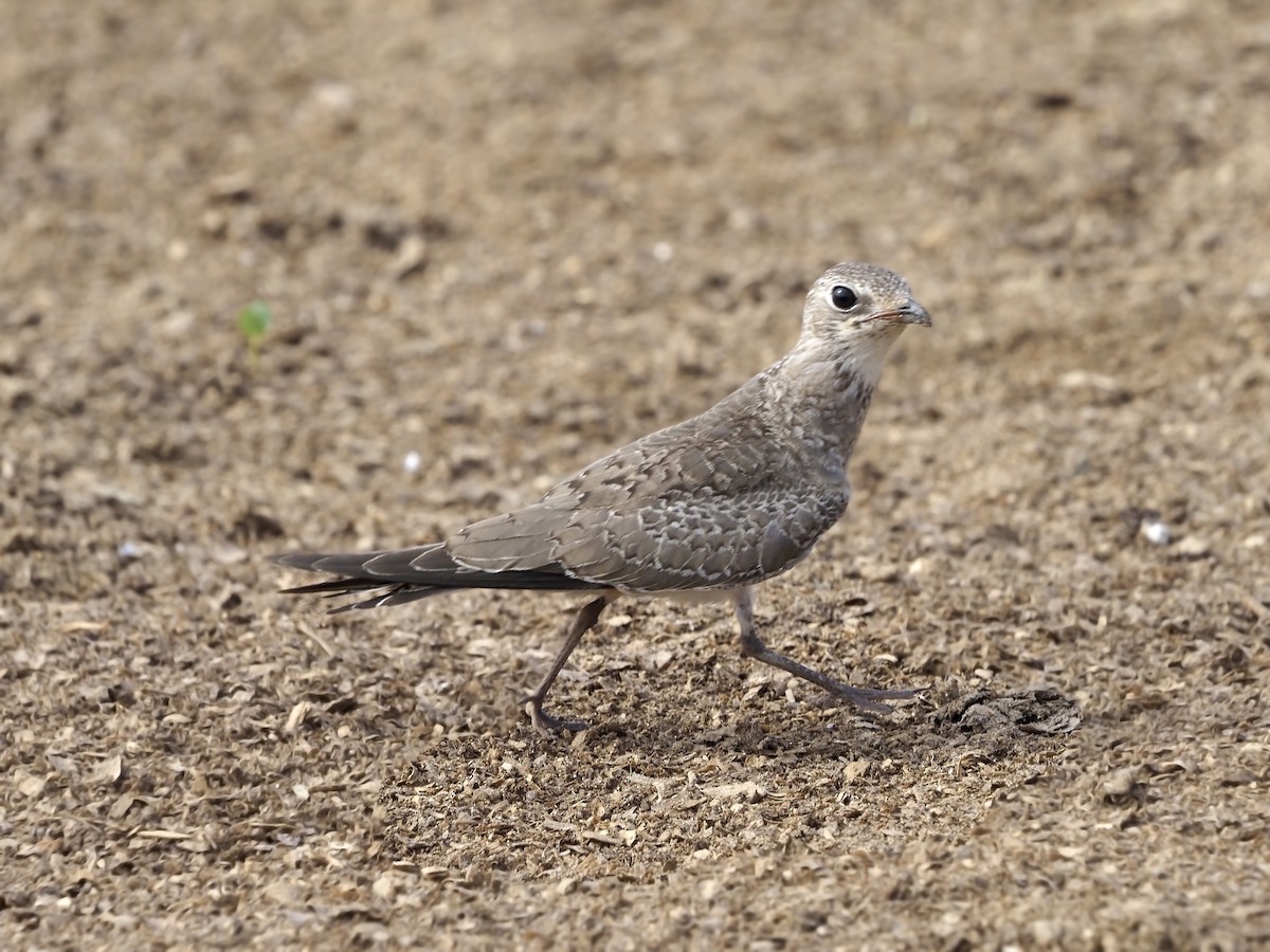 Collared Pratincole - ML639749440