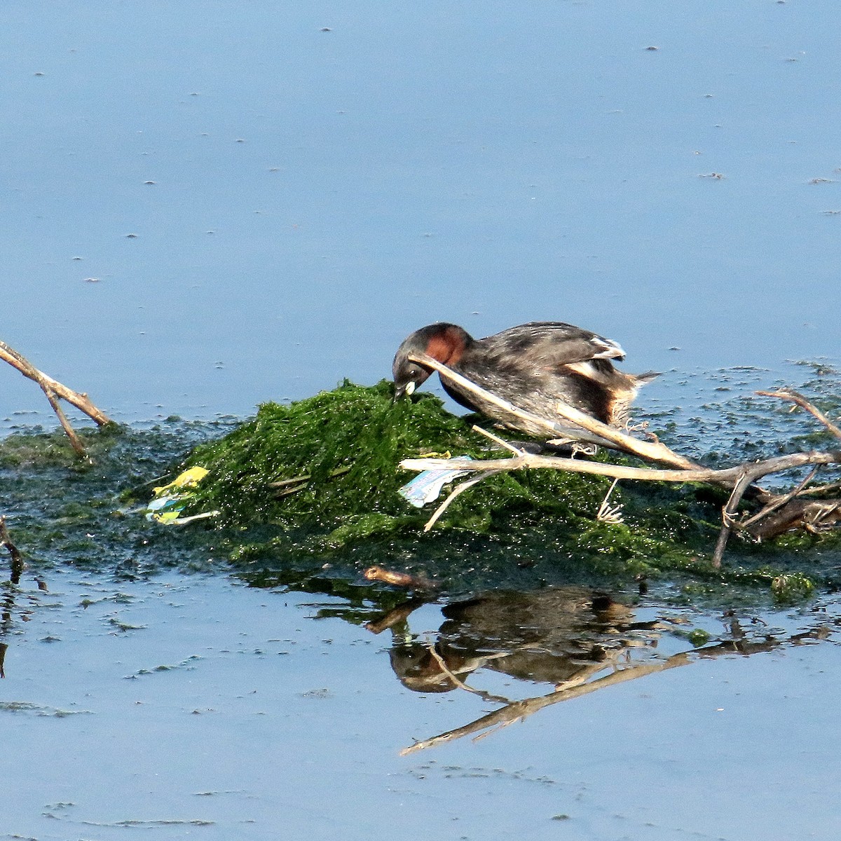 Little Grebe - ML639749489
