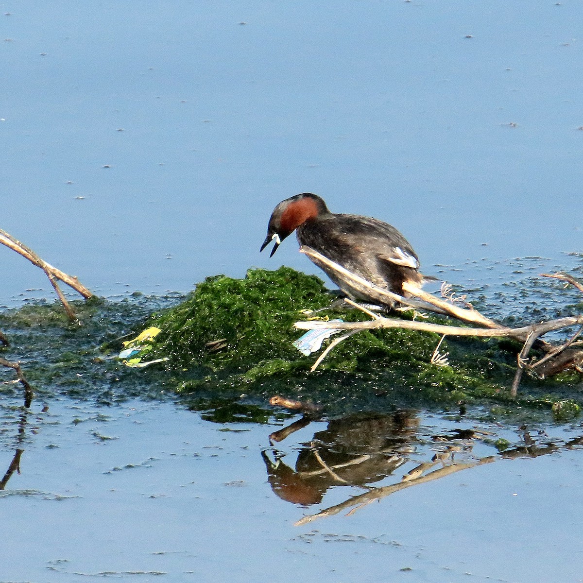 Little Grebe - ML639749491