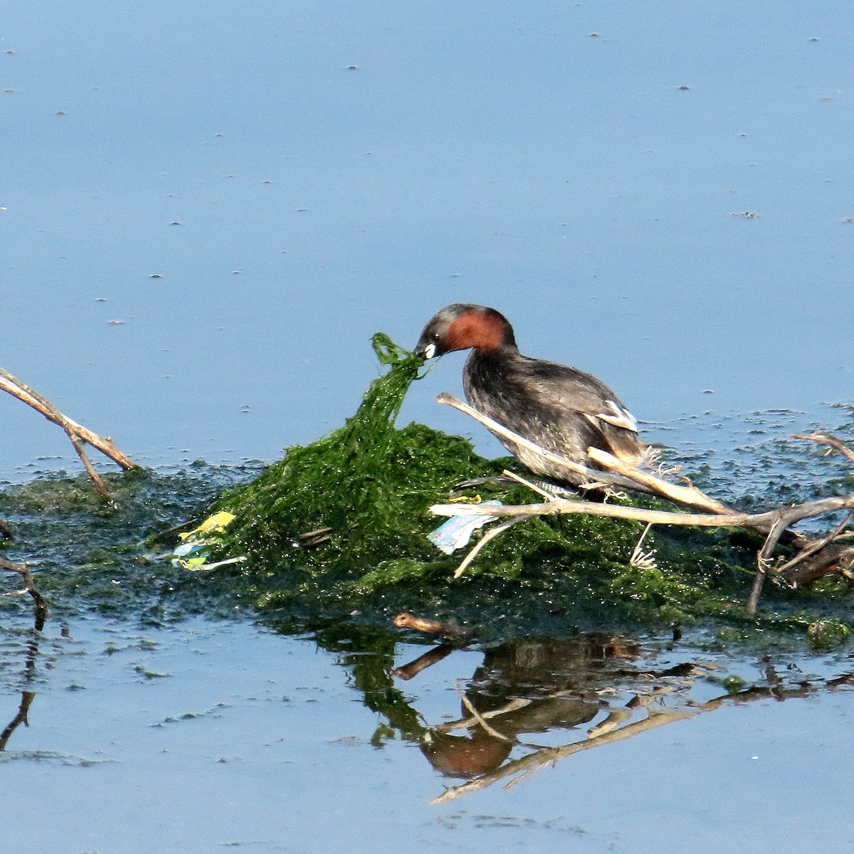 Little Grebe - ML639749492