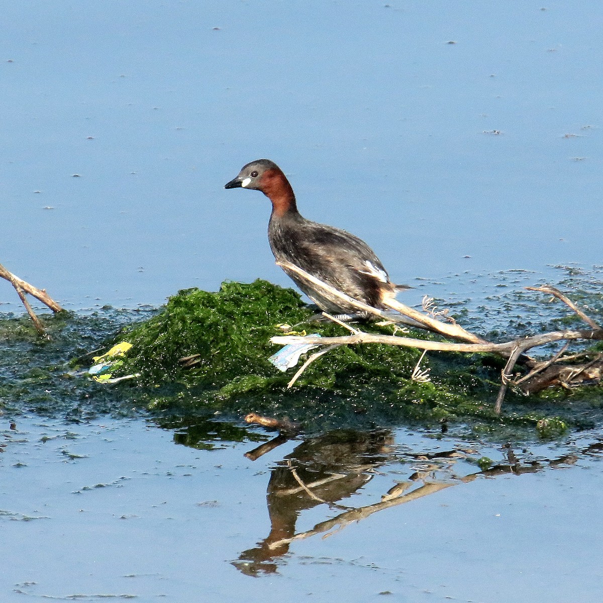 Little Grebe - ML639749493