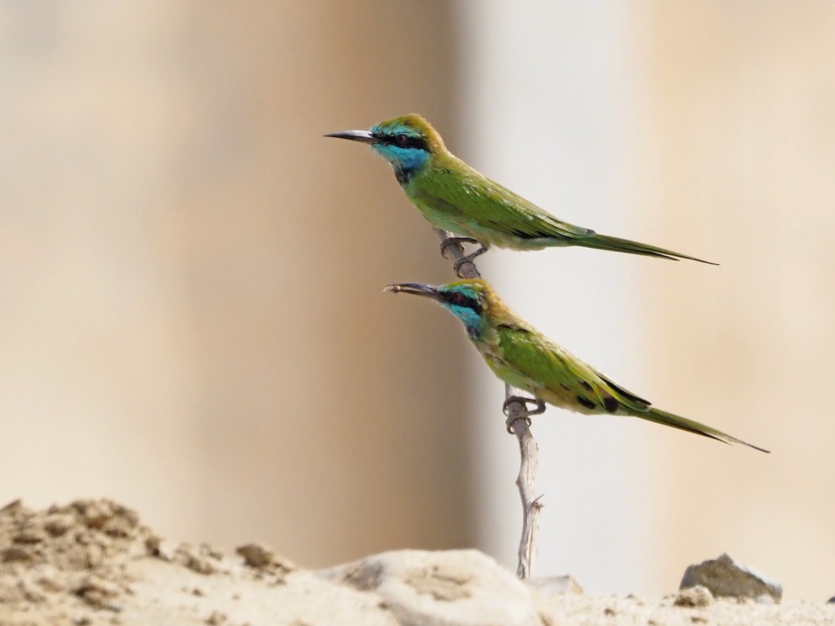 Arabian Green Bee-eater - ML639749497