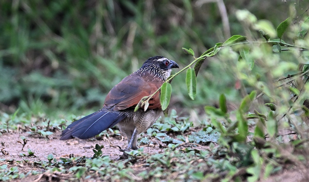 White-browed Coucal - ML639749499