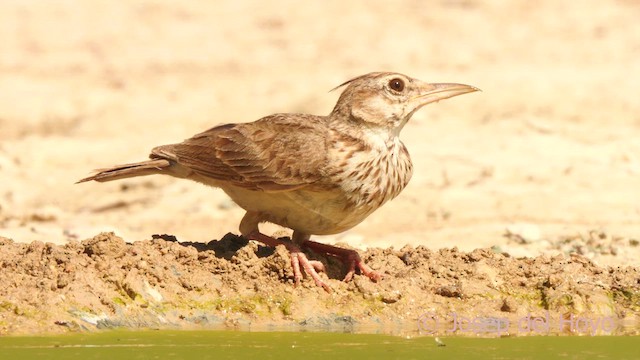 Crested Lark (Crested) - ML639749504