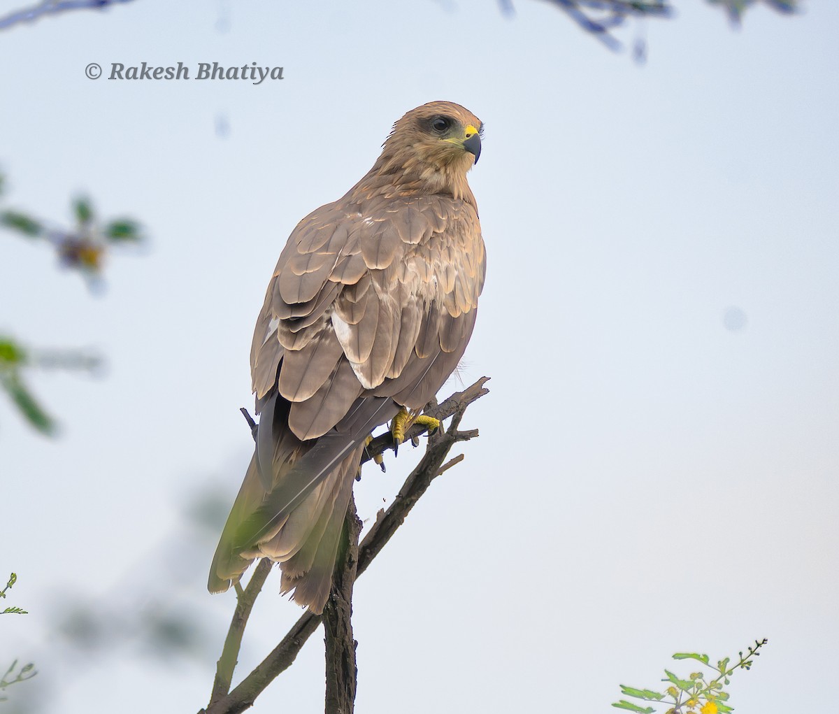 Black Kite - ML639749507