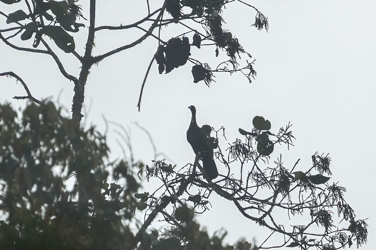 Wattled Guan - ML639749509
