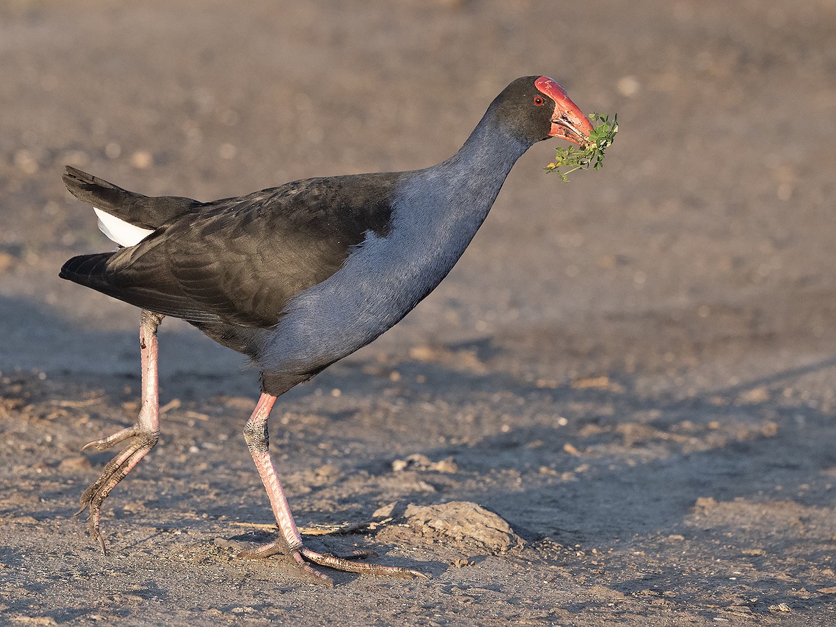 Australasian Swamphen - ML639749510