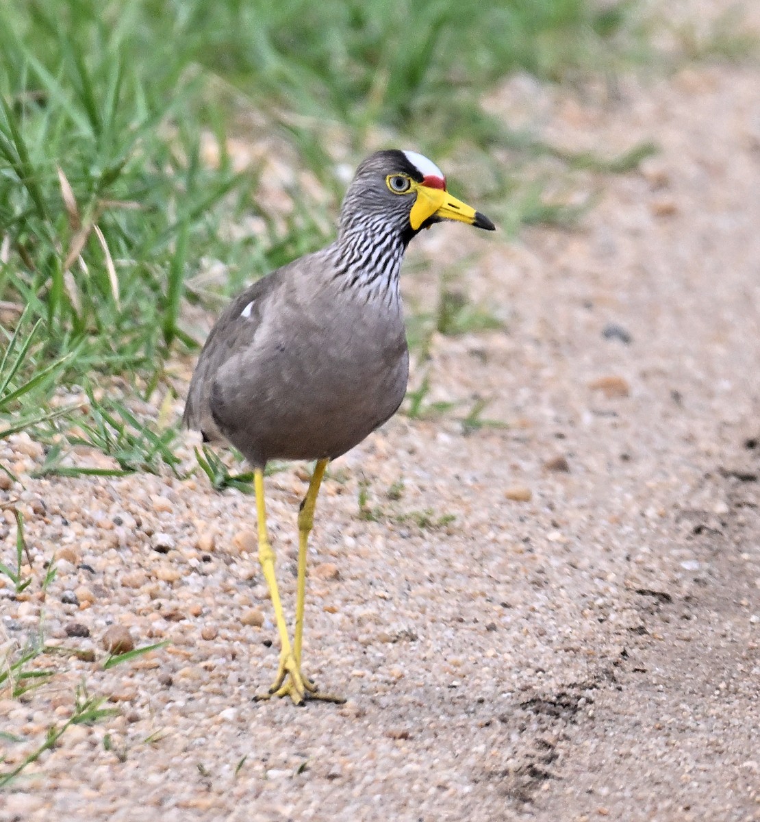 Wattled Lapwing - ML639749512
