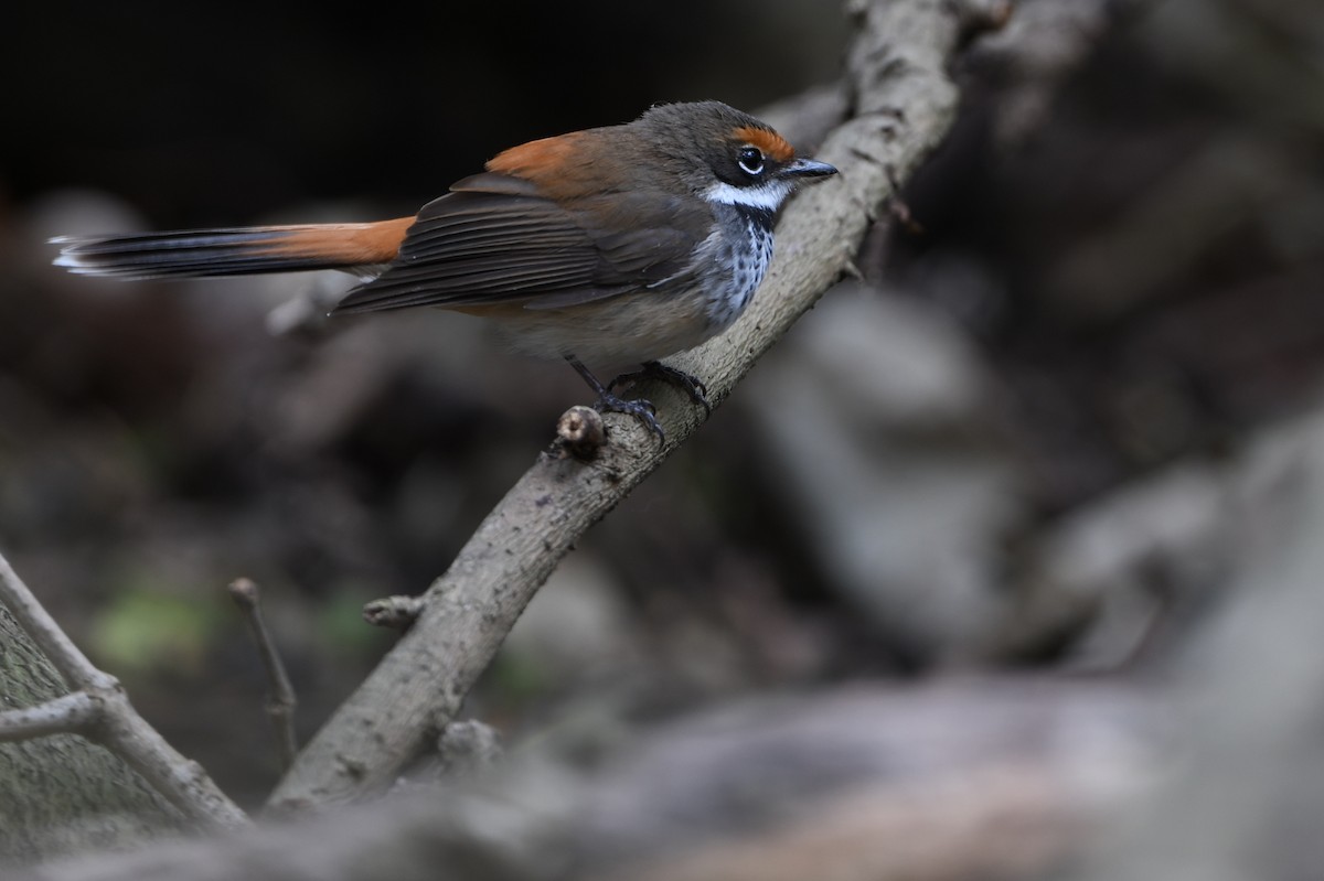 Australian Rufous Fantail - ML639749513