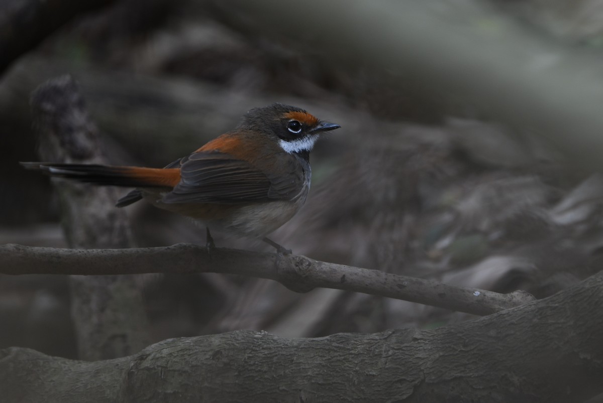 Australian Rufous Fantail - ML639749515