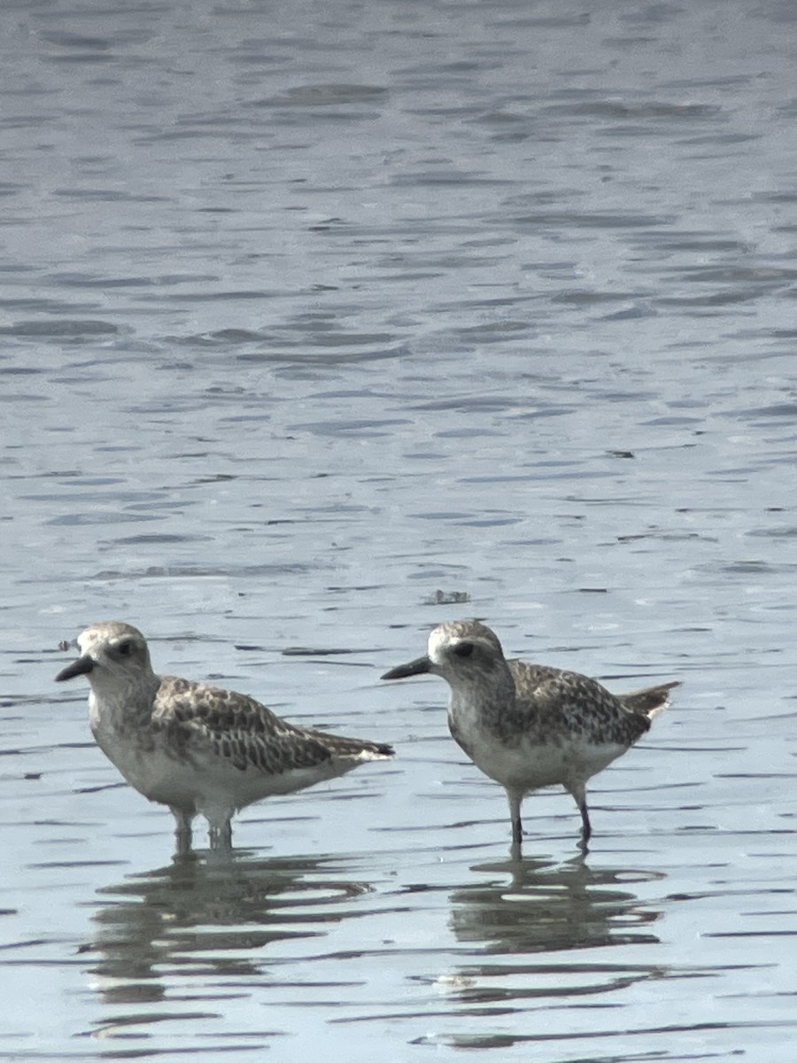 Black-bellied Plover - ML639749518