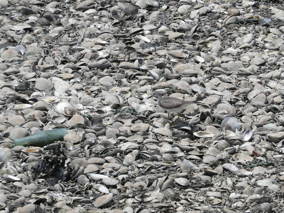 Gray-tailed Tattler - ML639749520