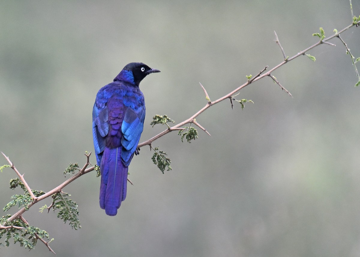 Rüppell's Starling - ML639749521