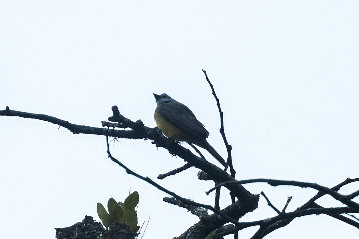 Tropical Kingbird - ML639749542