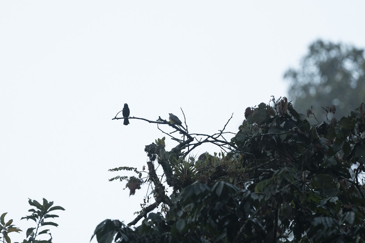 Tropical Kingbird - ML639749543