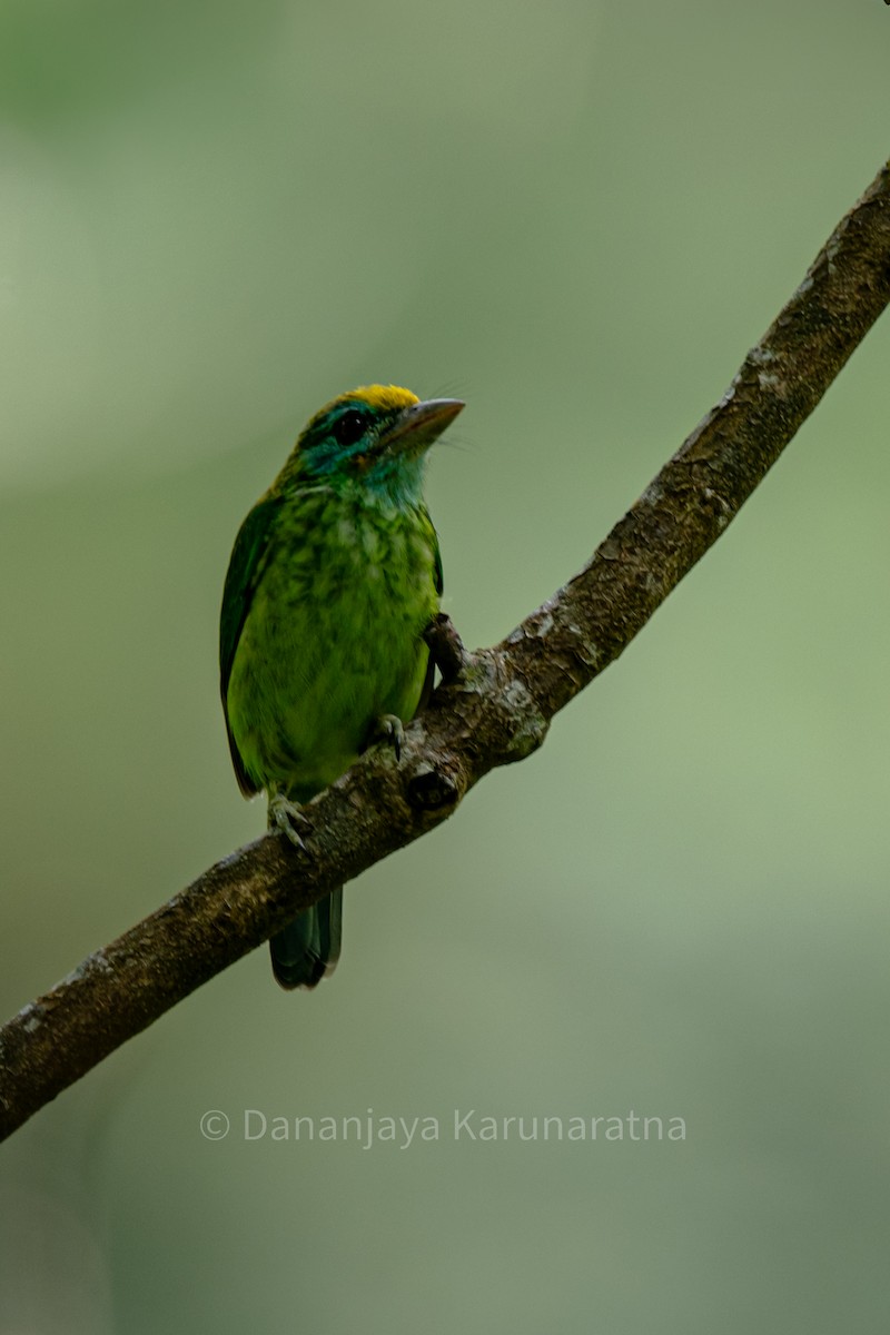 Yellow-fronted Barbet - ML639749545
