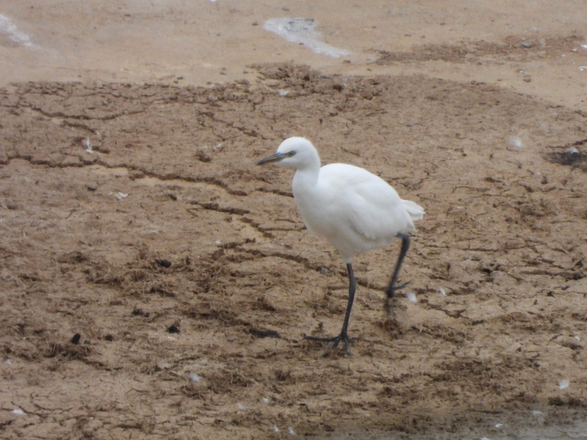 Western Cattle-Egret - ML639749553
