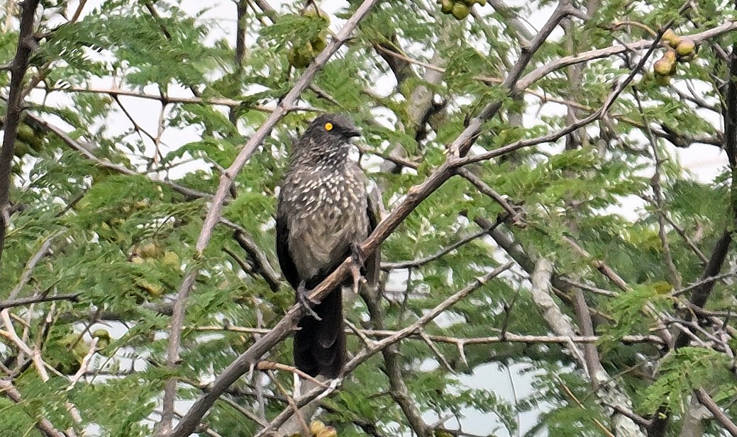 Arrow-marked Babbler - ML639749566