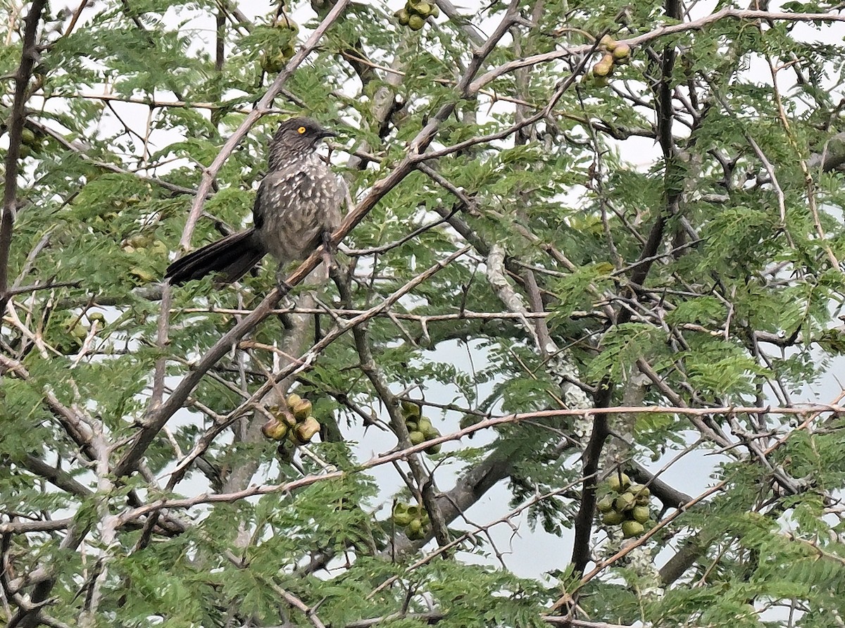Arrow-marked Babbler - ML639749567