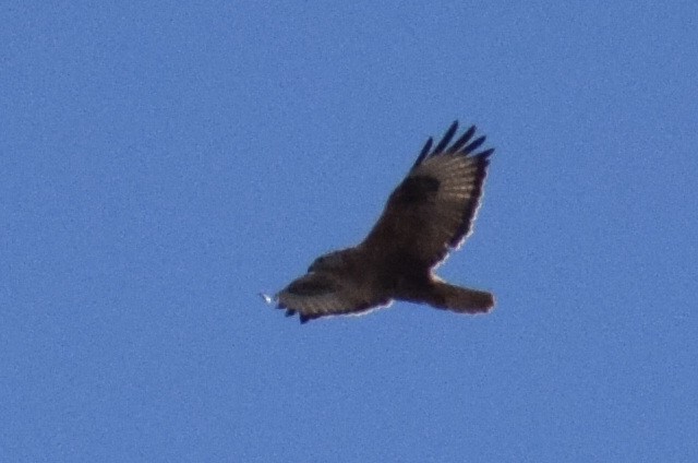 Kızıl Şahin - ML639749570