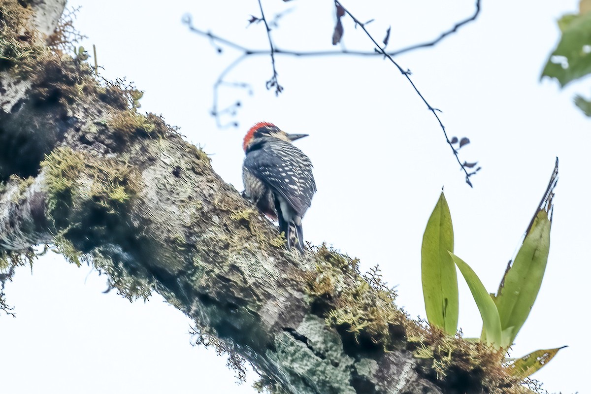 Black-cheeked Woodpecker - ML639749606
