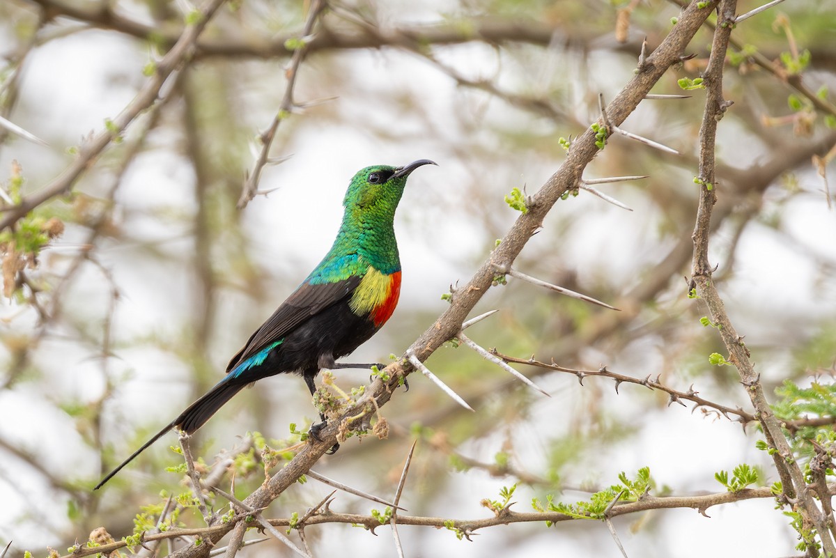 Gorgeous Sunbird - ML639749608