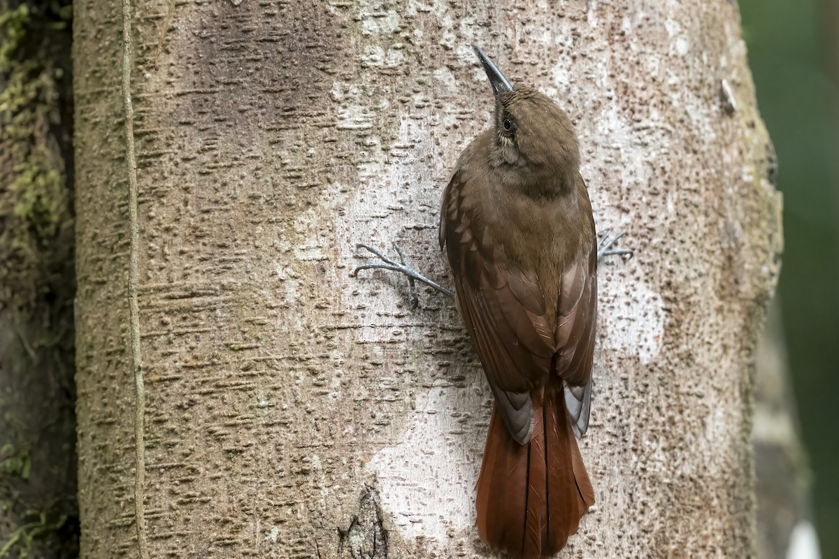 Plain-brown Woodcreeper - ML639749618