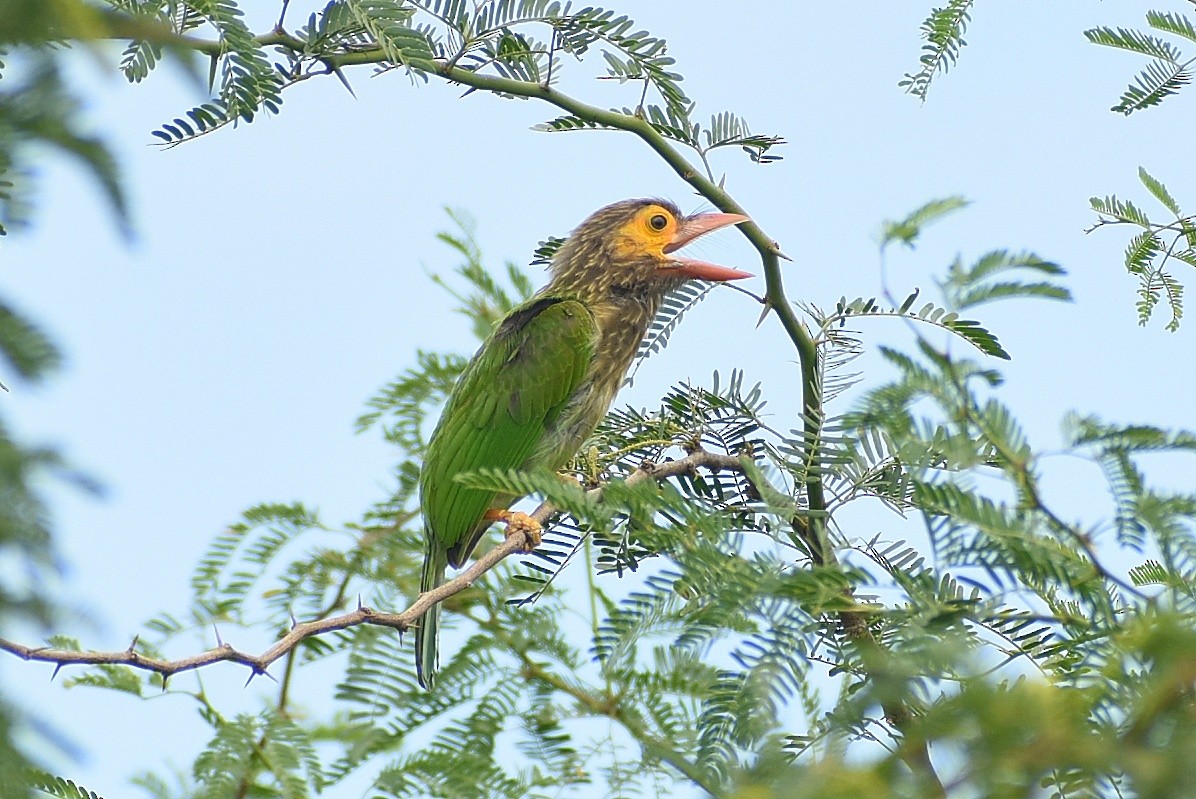 Brown-headed Barbet - ML639749628