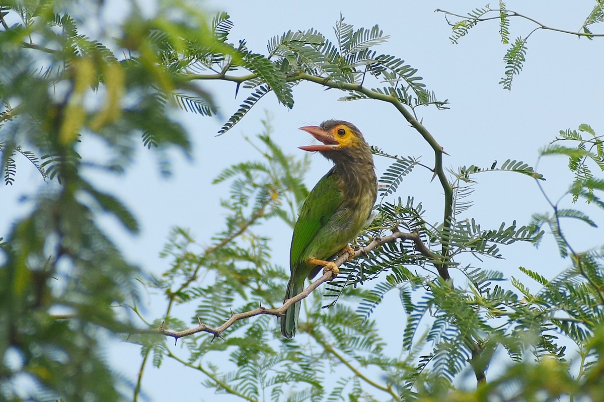Brown-headed Barbet - ML639749630