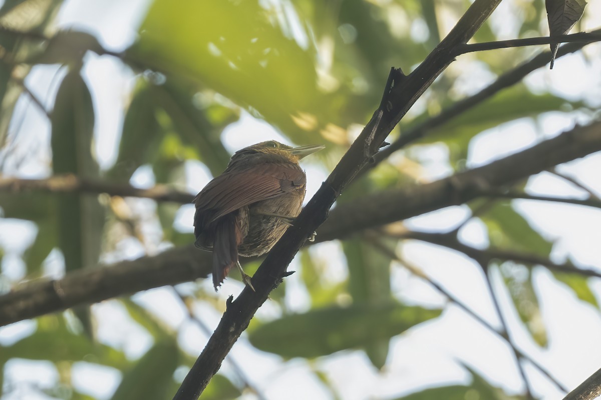 Buff-fronted Foliage-gleaner - ML639749632