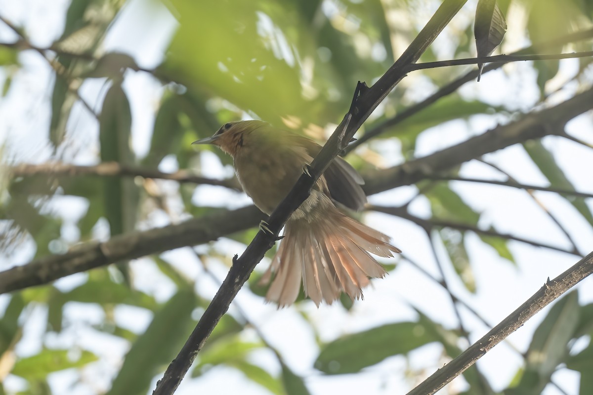 Buff-fronted Foliage-gleaner - ML639749633