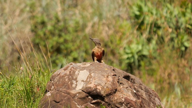 Ground Woodpecker - ML639749644