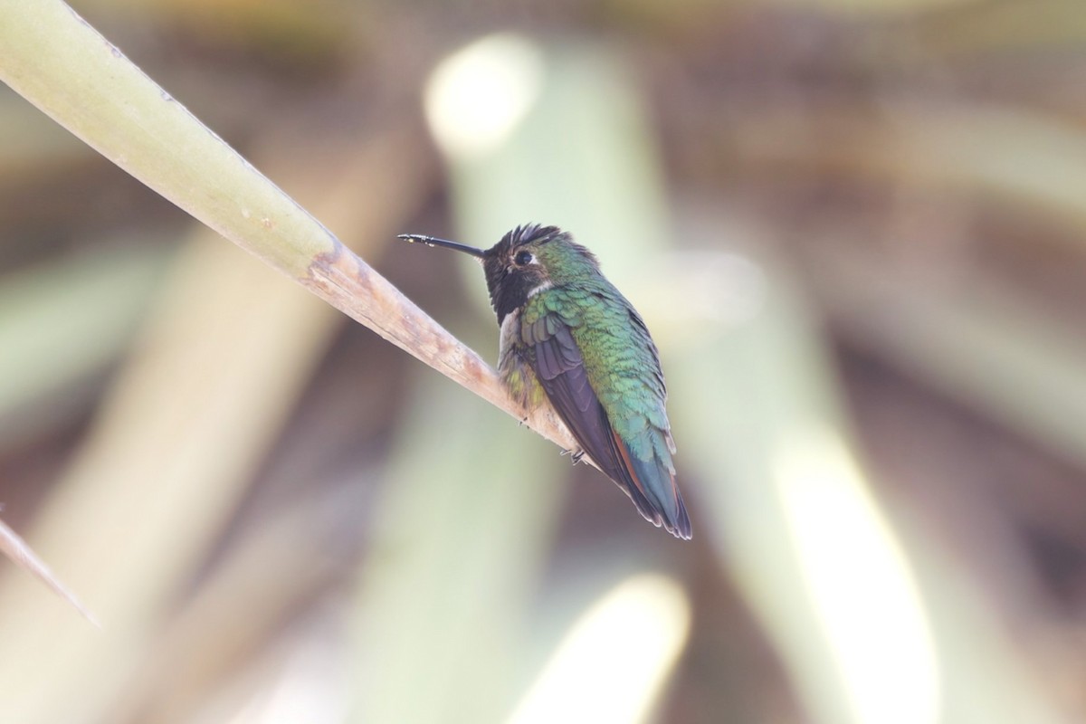 Broad-tailed Hummingbird - ML639749645