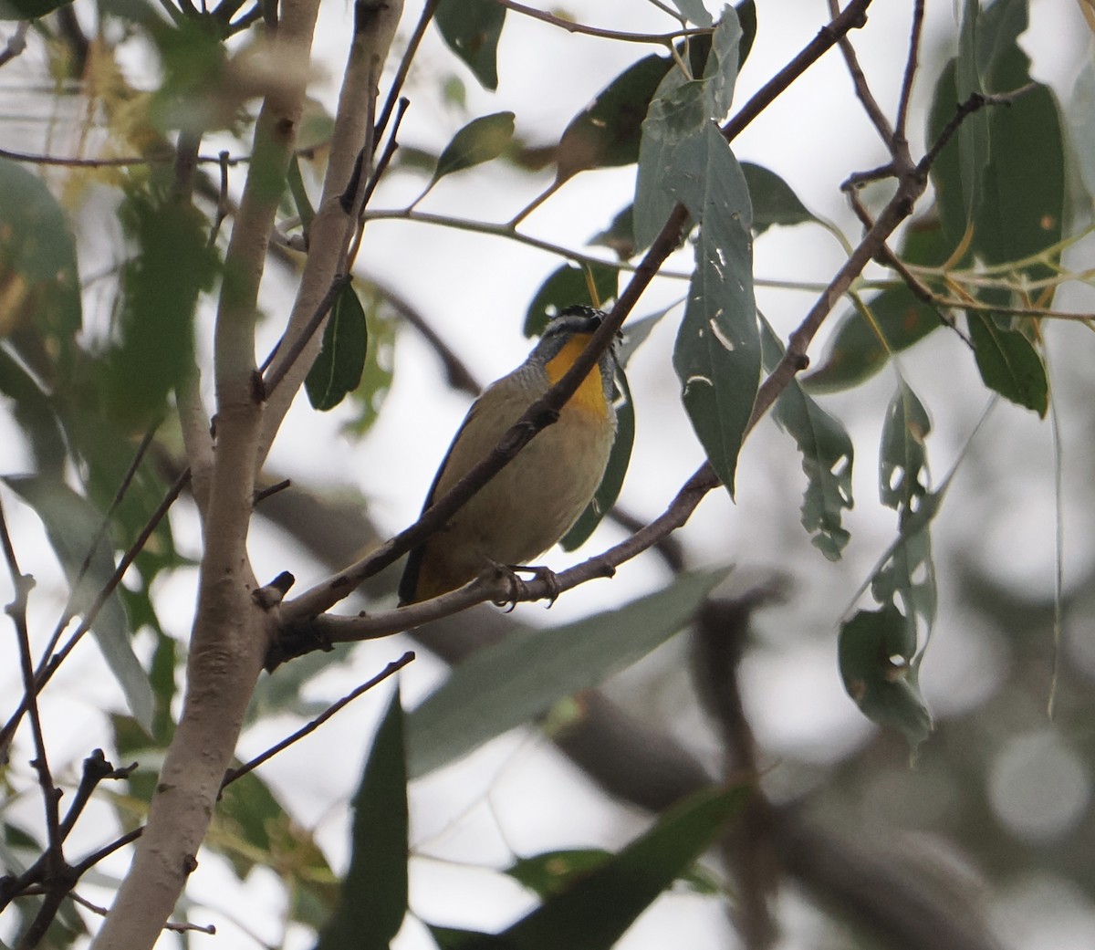 Spotted Pardalote - ML639749673