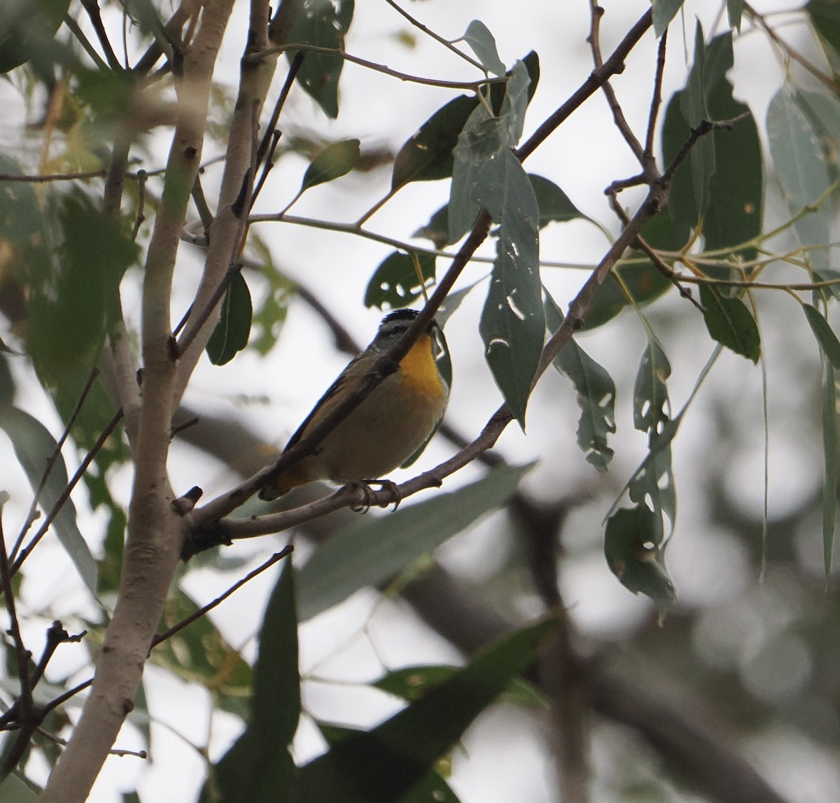 Spotted Pardalote - ML639749674