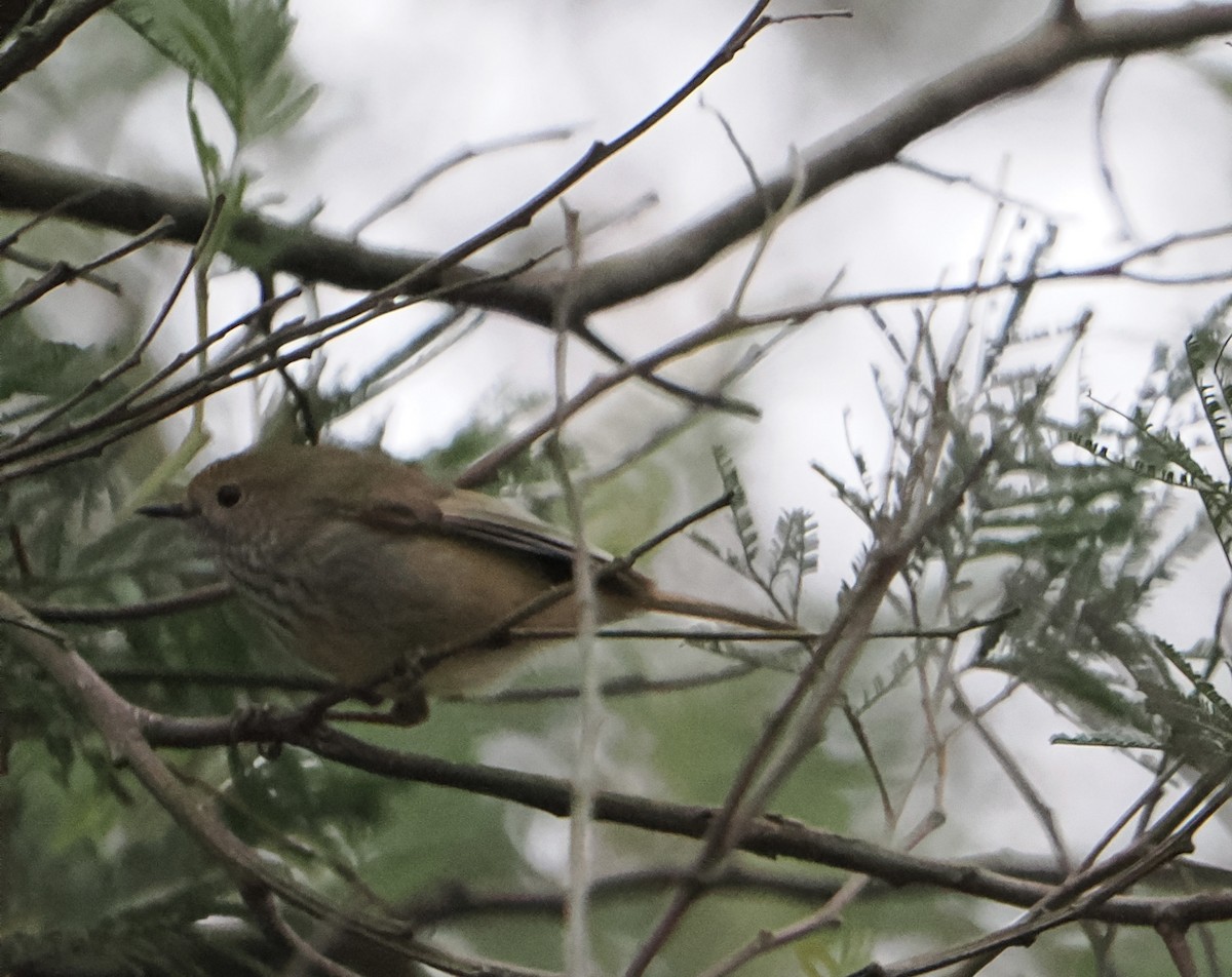 Brown Thornbill - ML639749677