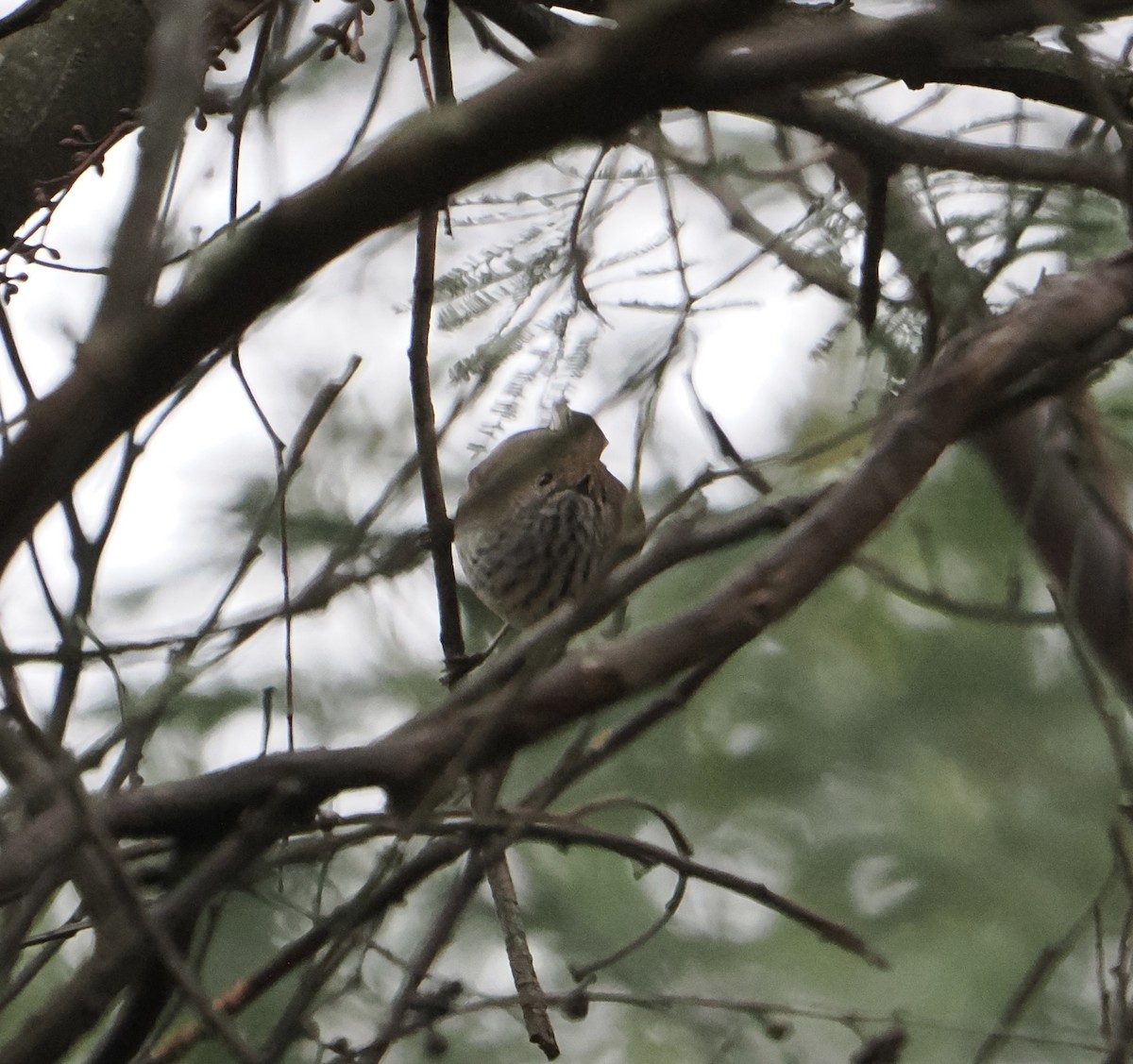 Brown Thornbill - ML639749678