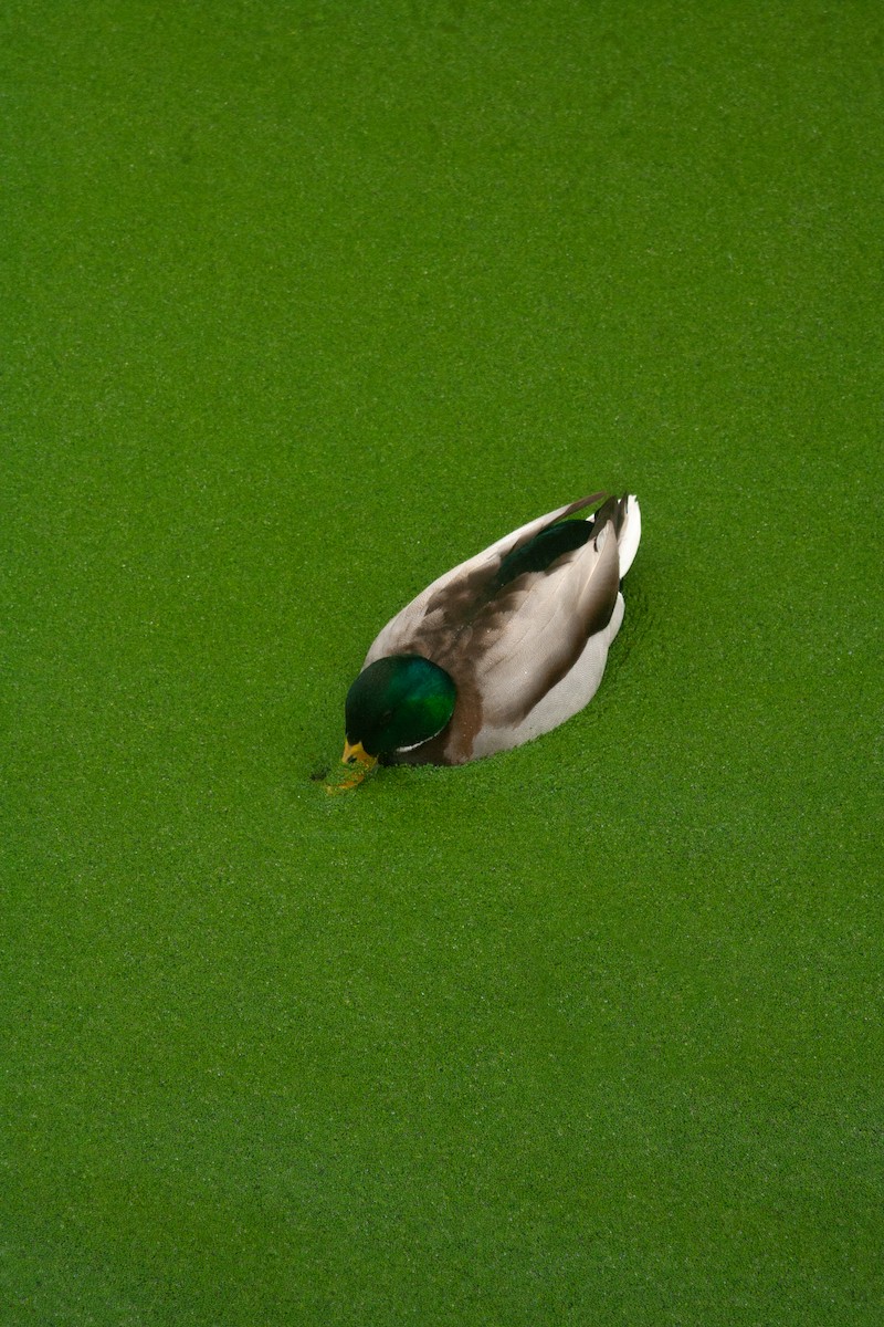 マガモ - ML639749778