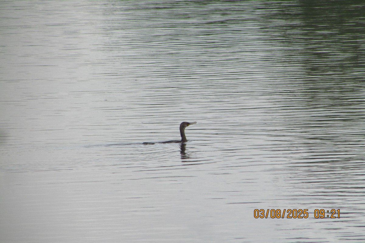 Indian Cormorant - ML639749846