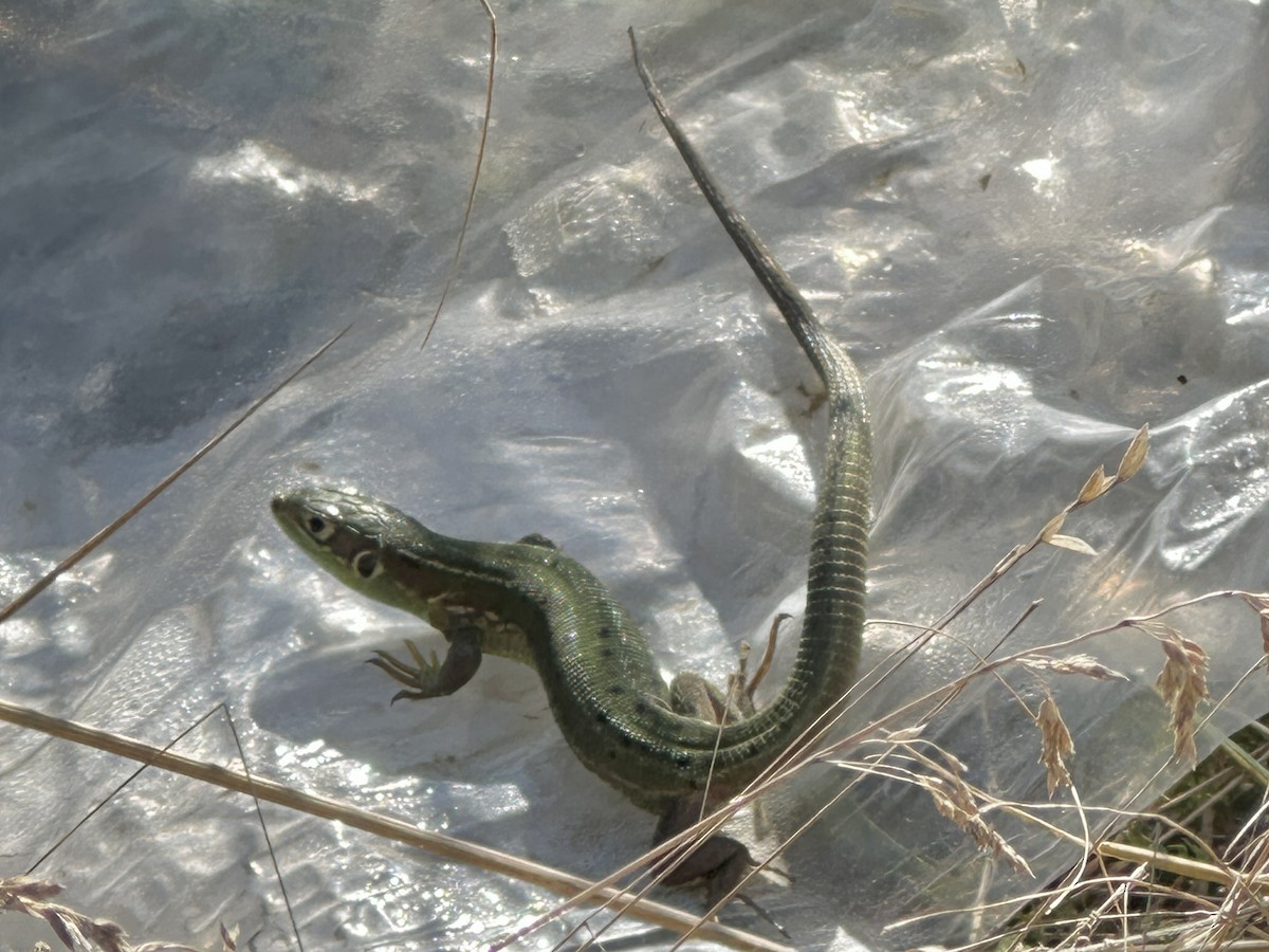 Western Green Lizard - ML639749872