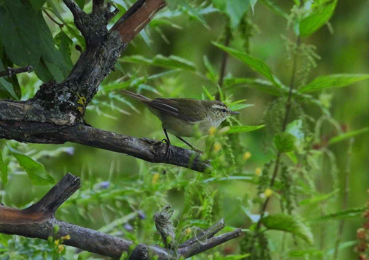 Tytler's Leaf Warbler - ML639749962