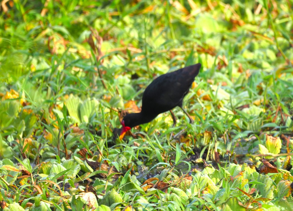 Wattled Jacana - ML639749963