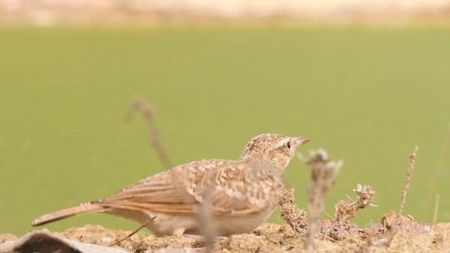 עפרוני מצויץ (מצויץ) - ML639750050