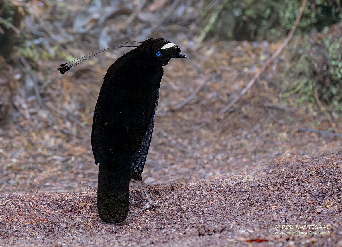 Western Parotia - ML639750061