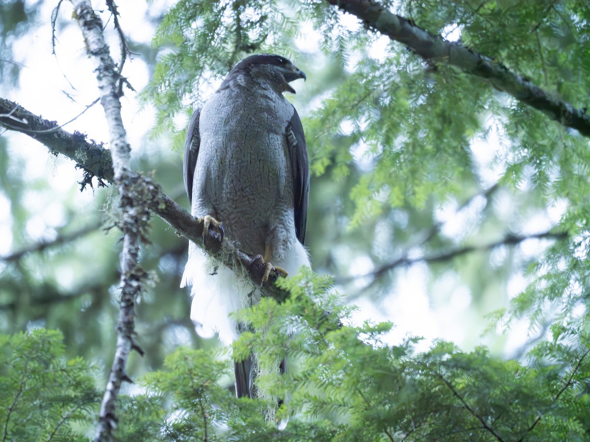 jestřáb nearktický - ML639750065