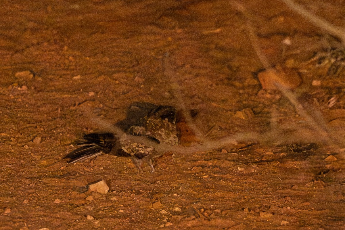 nightjar sp. - ML639750069