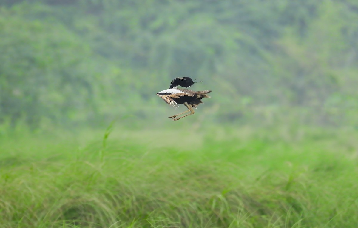 Lesser Florican - ML639750214