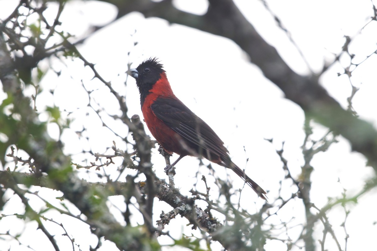 Crimson-collared Grosbeak - ML639750276