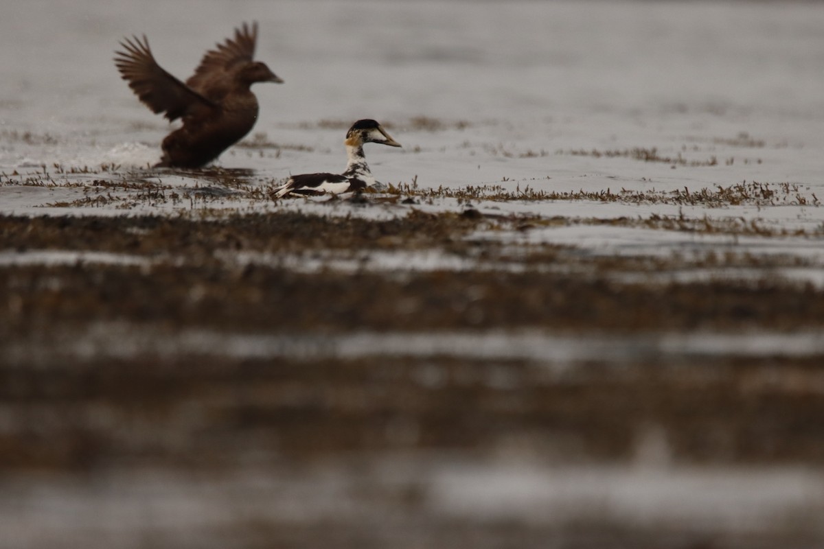 Common Eider - ML639750297